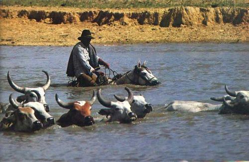 LOS CANTOS DE VAQUERÍA