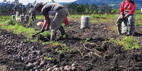 LA EDUCACIÓN PARA EL CAMPO