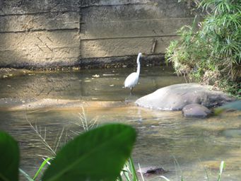 OTRA VEZ GARZAS EN EL RÍO