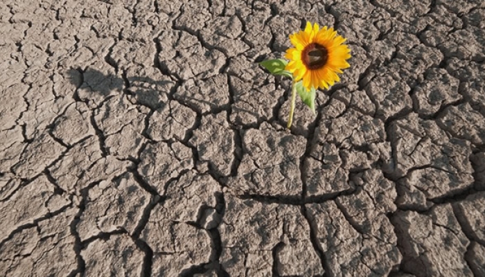 Resiliencia-alternativa-para-sociedad-en-conflicto.jpg