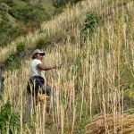 Aumenta competitividad en la producción de Quinua