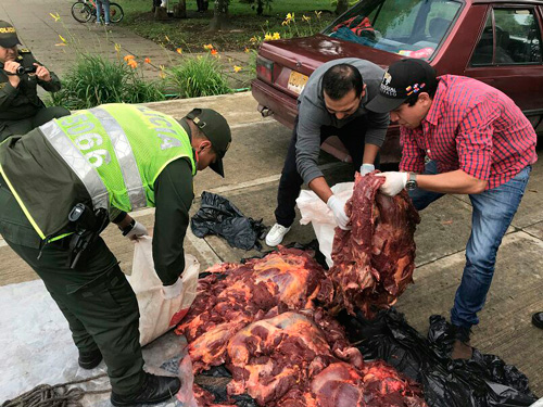 Carne de caballo se iba a distribuir en Popayán Carne de caballo se iba a distribuir en Popayán