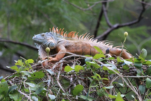 Iguana.jpg