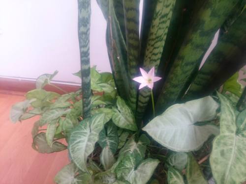 florweb.jpg
