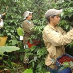 La asociatividad y la cooperativa de caficultores del Cauca