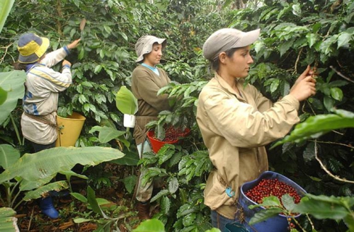 INCIDENCIAS-DEL-CAFÉ-EN-LA-NACION-Y-EN-EL-CAUCA.jpg