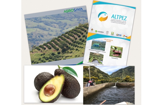 Nuevos-recursos-para-Aguacate-Hass-2.jpg