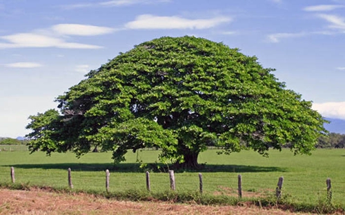 ÁRBOLES CON LA BOCA TAPADA
