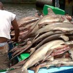 Condenados por pesca ilegal y homicidio