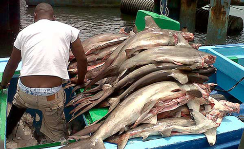 Condenados-por-pesca-ilegal-y-homicidio.jpg