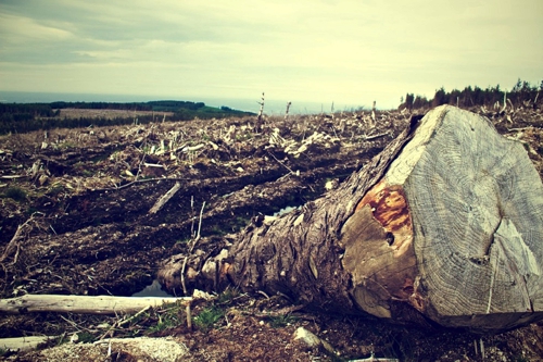 220.000-hectáreas-deforestadas-en-Colombia.jpg