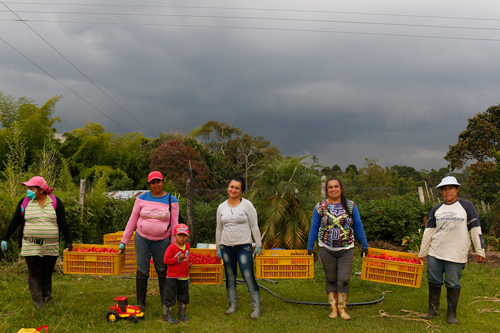 El-mejor-Ají-de-Colombia-lo-cultivan-mujeres-caucanas-2.jpg