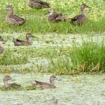 PATOS ENVENENADOS