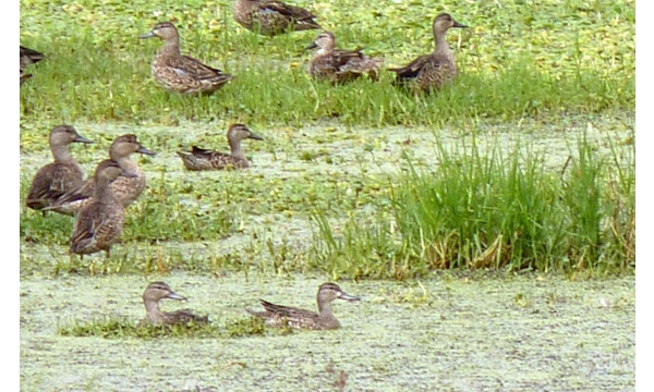 Patos migrantes arrozales Patos migrantes arrozales
