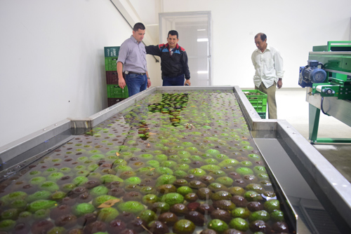 Aguacate.jpg