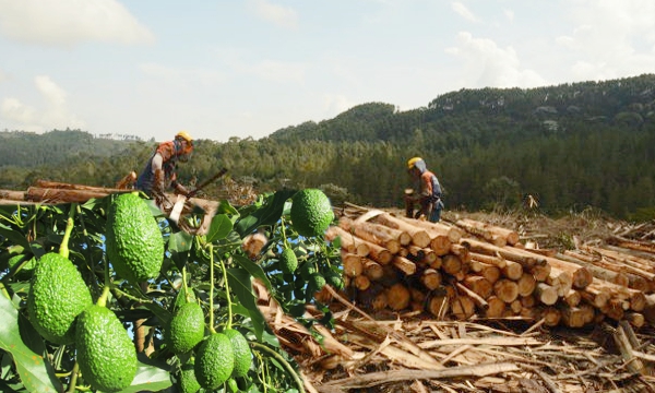 EUCALIPTOS-Y-AGUACATES.jpg