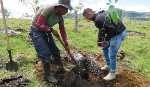El-Aguacate-Hass-una-muestra-de-berraquera-en-Cauca-1.jpg
