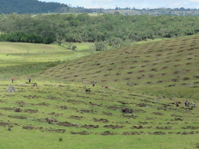 El-Aguacate-Hass-una-muestra-de-berraquera-en-Cauca-2.jpg