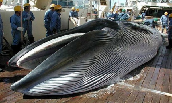 ASESINOS-DE-BALLENAS ASESINOS-DE-BALLENAS