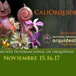 ORQUIDIOTA
