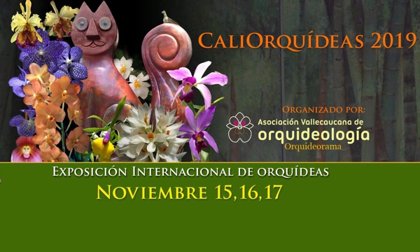 ORQUIDIOTA-1