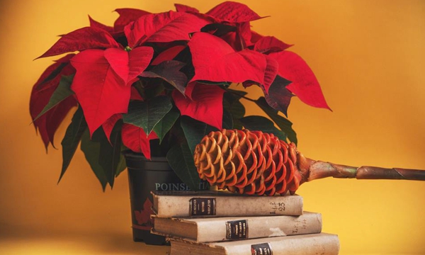 Aliste-la-poinsettia-para-esta-Navidad-2.jpg