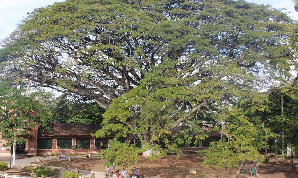 Samán de Santander de Quilichao