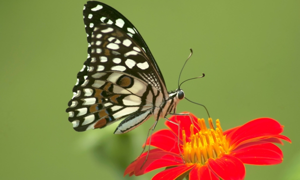 Un-juego-sobre-mariposas-palabras-y-tornamesas.jpg