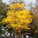 VALLEDUPAR, 470 AÑOS