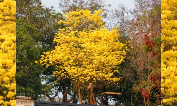 VALLEDUPAR-470-AÑOS.jpg