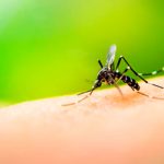 Córtale las alas al Dengue