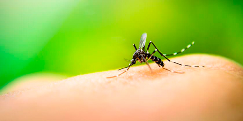 Córtale-las-alas-al-Dengue
