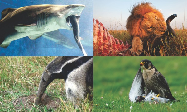 Es-viable-un-tratado-de-paz-con-los-tiburones.jpg