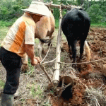 La bucólica de la vida