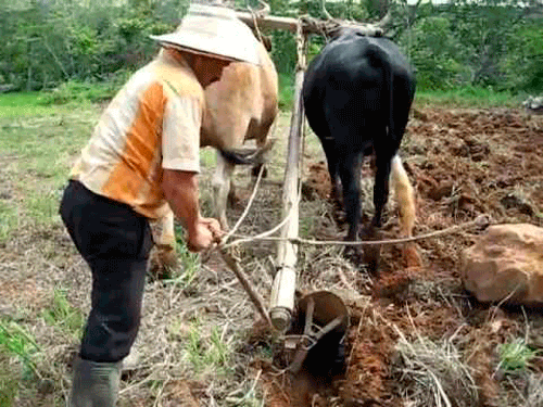 La-bucólica-de-la-vida