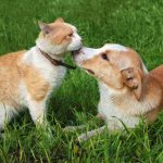 Por Los Animales