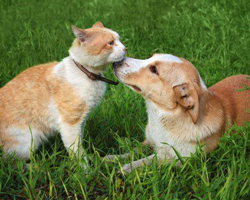 Por Los Animales