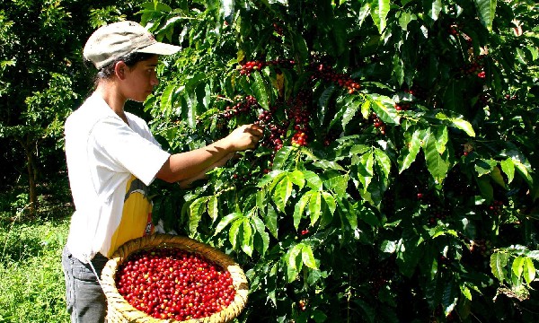 Apoyo-a-pequeños-productores-para-renovación-de-cafetales