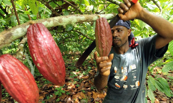 Estructura-y-diversidad-en-la-agricultura-nortecaucana.jpg