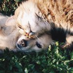 Tips para tener mascotas saludables durante esta pandemia