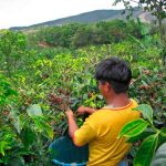 FEDERACIÓN NACIONAL DE CAFETEROS Y CLARO FIRMARON ALIANZA