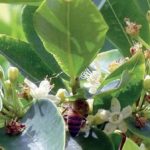 El informe sobre coca de las Naciones Unidas