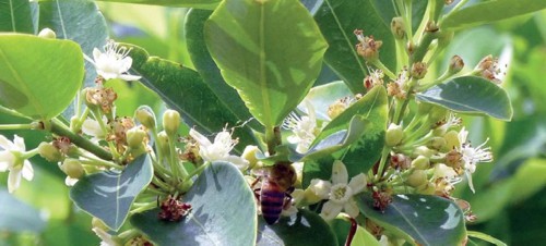 El informe sobre coca de las Naciones Unidas