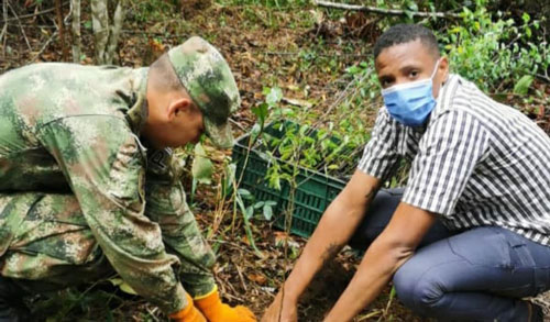 CVC-y-Ejército-sembraron-109.000-árboles-en-Felidia-3