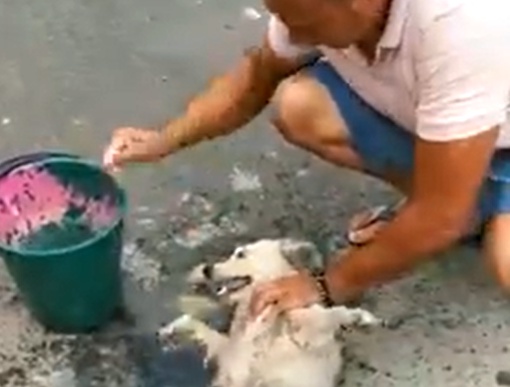 Indignacion-en-Quilichao-por-envenenamiento-de-mascotas2.jpg