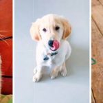 Gobierno adquirió 6.469.000 dosis de vacuna antirrábica para perros y gatos