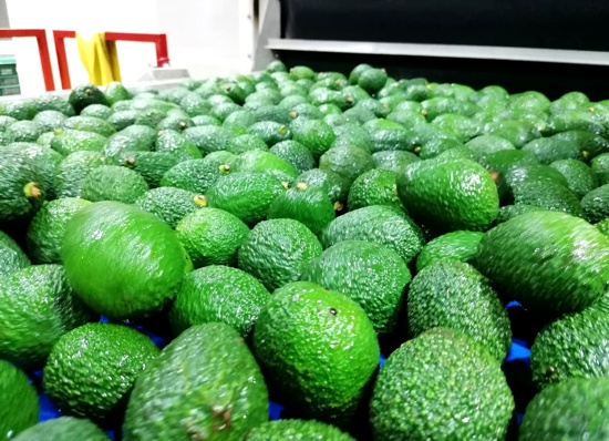 Aguacate-Hass-Caucano-ASCAFE2.jpg