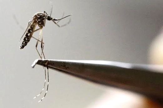 En-pandemia-no-hay-que-bajar-la-guardia-con-el-dengue