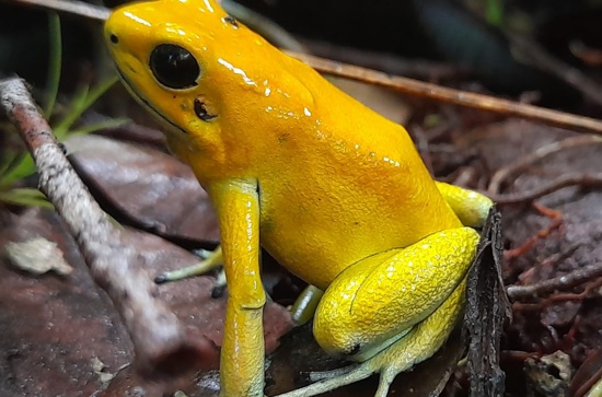 Rana-Dardo-Dorado-Phyllobates-Terribilis.jpg