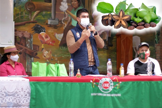 Sacha-Inchi-se-proyecta-como-cultivo-promisorio-desde-Toribio-1.jpg